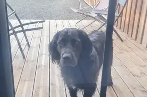 Animaux trouvés , photo: Chien noir à poil long trouvé à Ancteville