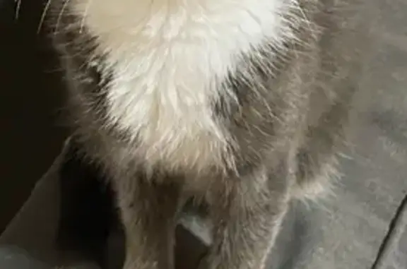 Animaux perdus Sermaises, photo: Chat gris et blanc perdu à Sermaise
