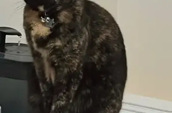 Lost Tortoiseshell Cat Near Downey Landing