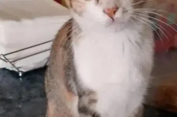 Gatos perdidos, Torrevieja, foto: Gata Perdida: Responde a Juguetes con Cascabel