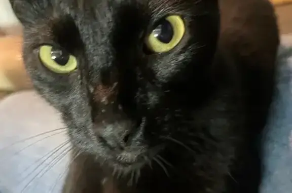 Found cat Columbus, photo: Found Cat: Houston St, Columbus
