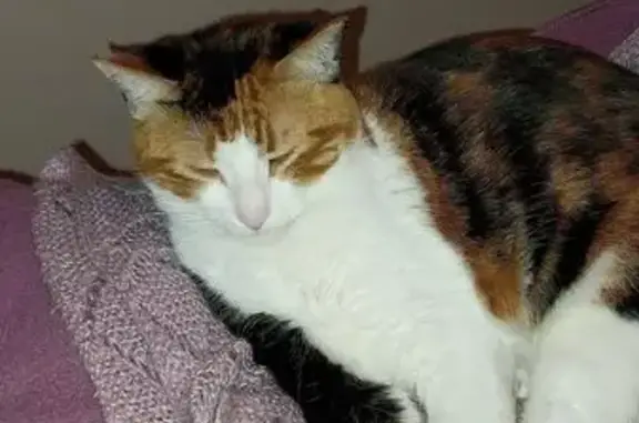 Chat perdu, Le Boulou, photo: Chat perdue tricolore, Le Boulou