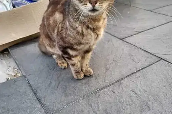 Chat mâle castré trouvé à Saint-Étienne - photo