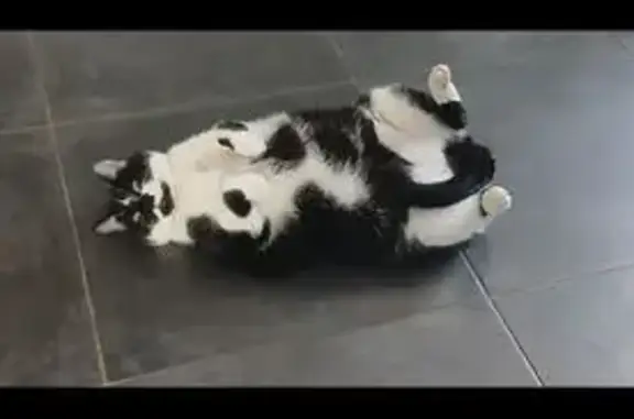 Animaux perdus Poligny, photo: Chat perdue, noir & blanc, Poligny