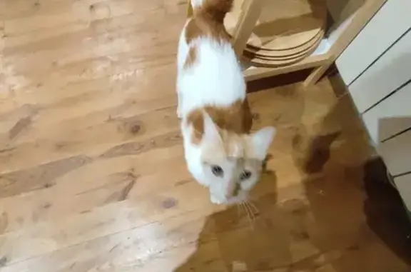Animaux trouvés Langeac, photo: Chatte rousse tachetée trouvée à Langeac