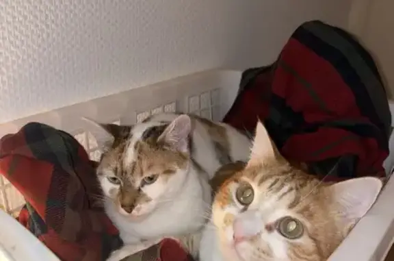 Chatte perdue, blanche et tachetée, Porcelette - photo
