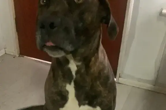 Found: Friendly Brindle Dog in...