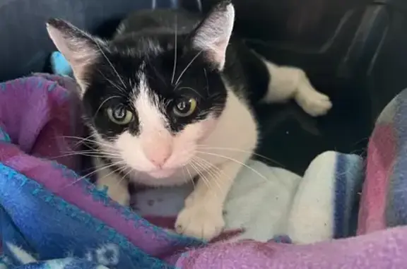 Animaux trouvés Terrasson-Lavilledieu, photo: Chatte noire et blanche accidentée, Terrasson