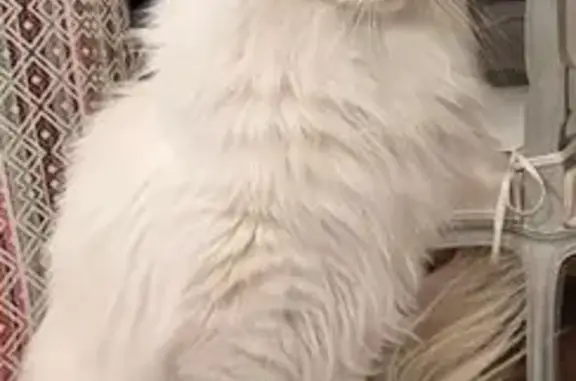 Animaux perdus , photo: Chat blanc perdu, Chemin du Port, Esparron
