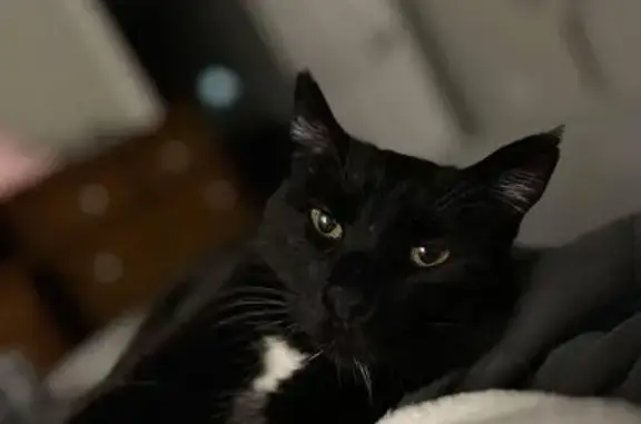 Lost Black Cat: White Chest Patch, Grove City