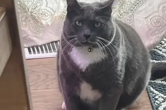 Lost Tuxedo Cat with Unique Paw Marking