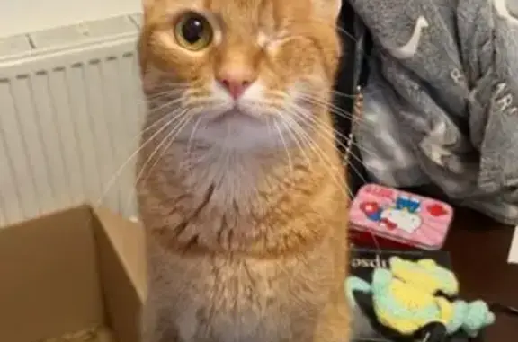 Chat perdu, Grande-Synthe, photo: Chatte rousse perdue à Grande-Synthe