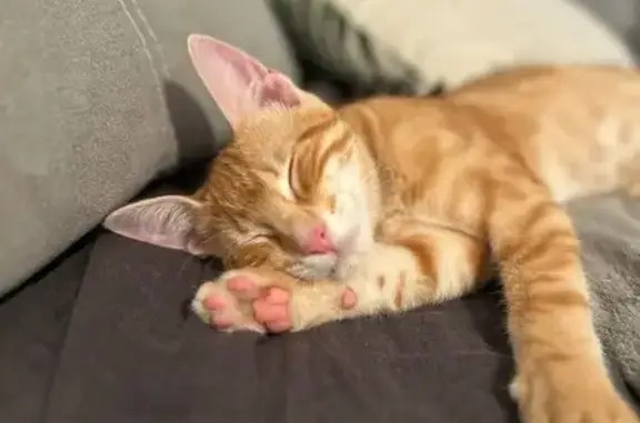 Chaton roux trouvé sans puce à Villeneuve-Loubet - photo