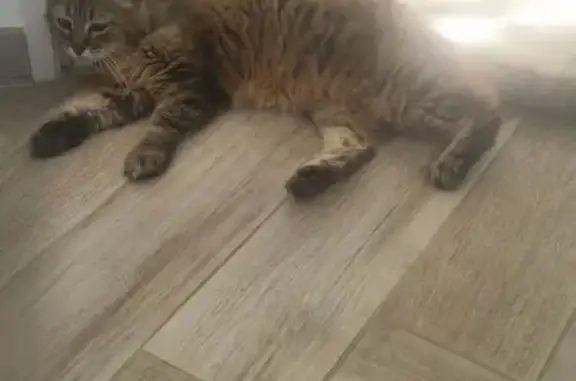 Animaux trouvés , photo: Chatte trouvée à Sollacaro, non pucée