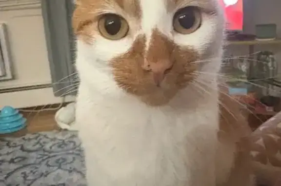 Lost Cat: White & Orange, Big Nose Spot