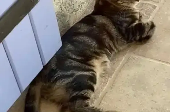 Chatte tigrée perdue à Agde - photo