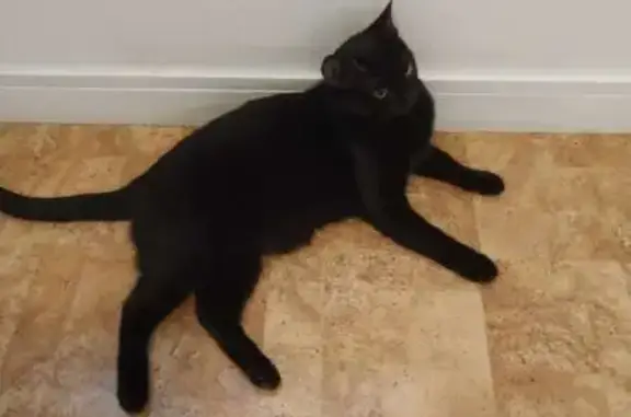 Chat perdu, Chantonnay, photo: Chatte noire perdue, 1 an, contactez véto