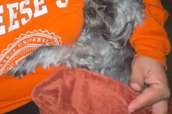 Lost Peekapoo: Help Find Zafiro!