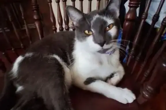 Lost Friendly Cat: Dark Gray & White