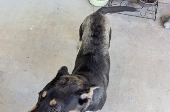 Found dog Arkansas City, photo: Found: Young Black & Tan Dog in Woodson, AR