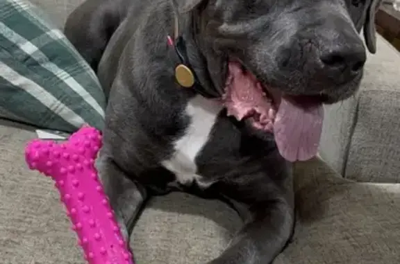 Lost Dog: Scarred Neck, Bald Spot - Coal City