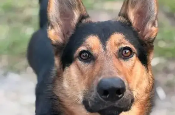Lost 3-Legged German Shepherd: Help Find Maverick!