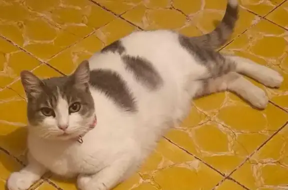 Gata Perdida: Gris y Blanca, Collar Rosa