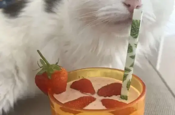 Lost: White Cat with Black Patches, Wilford