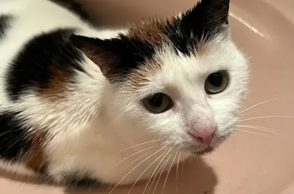 Chatte tricolore perdue à Wasselonne - photo