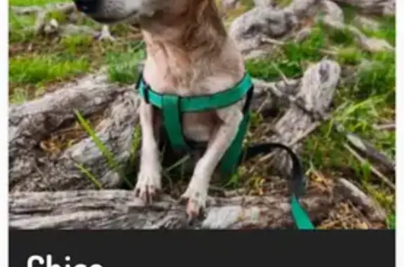Found dog Albuquerque, photo: Elderly Dog Found on Madeira Dr NE, ABQ