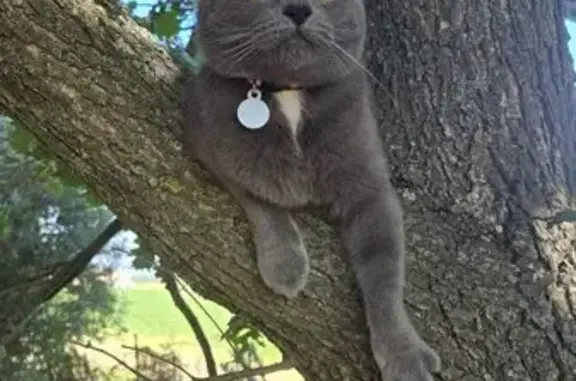 Chat gris perdu, collier rouge, Le Puy - photo