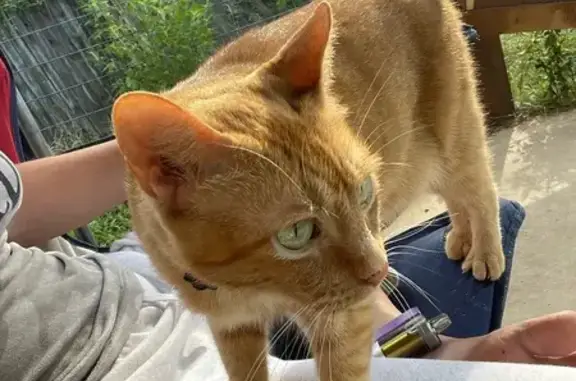 Lost and found pets Overton, photo: Lost Orange Tabby with Pink Collar