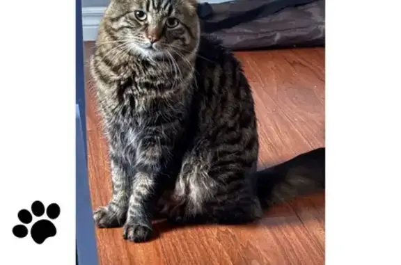 Lost Fluffy Tabby: Friendly, No Collar