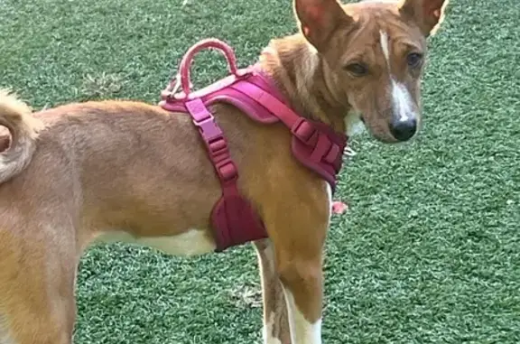 Lost Basenji on Allgood Rd, East Cobb