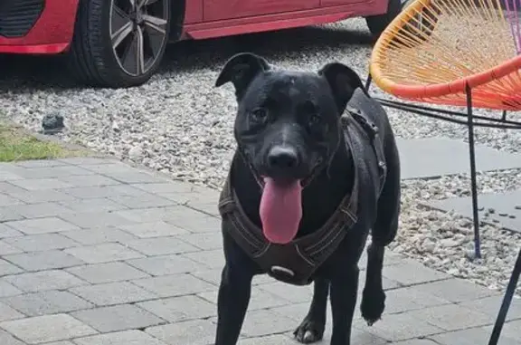 Chien trouvé Wattrelos, photo: Chien trouvé Rue de la Baillerie, Wattrelos