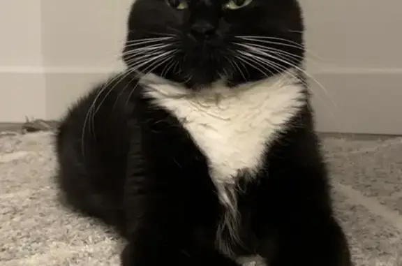 Lost pets Eagle Mountain, photo: Lost Tuxedo Cat: Eagle Mountain Area