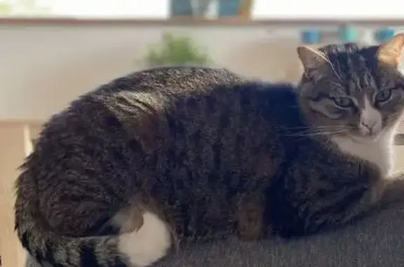 Chat perdu, Soustons, photo: Chat tigré perdu, sociable et curieux