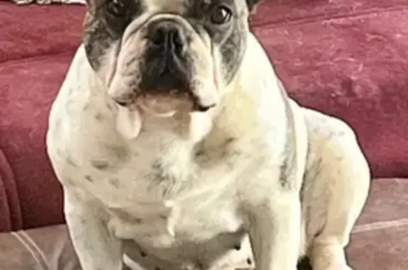Chien perdu Agde, photo : Bouledogue français perdue à Agde