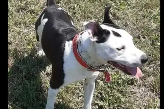 Perro perdido en Donostia: Blanco y Negro