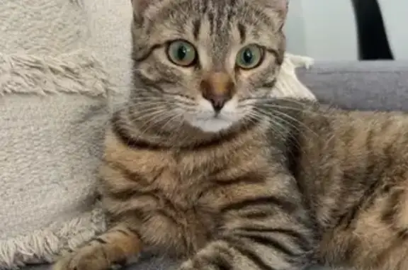 Chatte tigrée perdue à Cormontreuil - photo