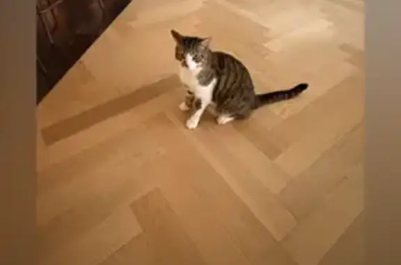 Chat tigré perdu à Ascain, Lotissement Kisu - photo