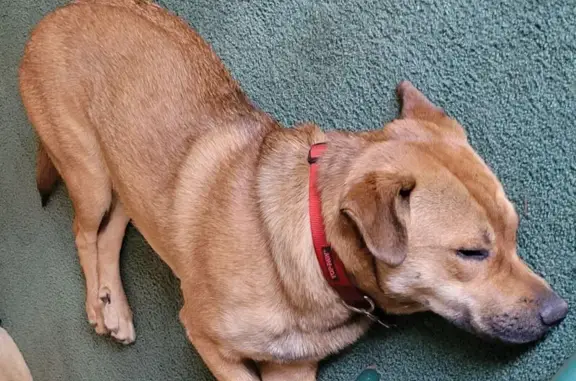 Lost: Gentle Giant Husky Mix, 100 lbs