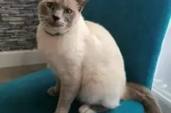 Animaux perdus Amiens, photo: Chat sociable Brad perdu à Amiens