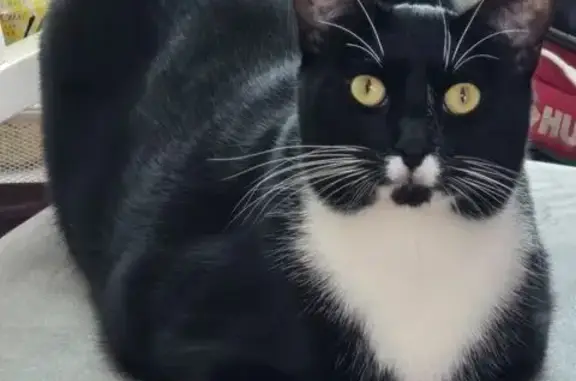 Lost Cat: Black & White, Unique Spots