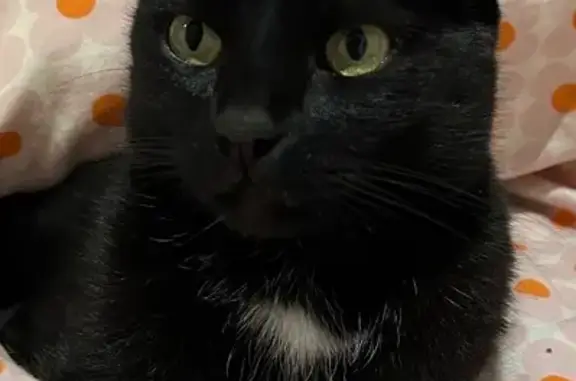 ¡Ayuda! Gato negro perdido en Bollullos