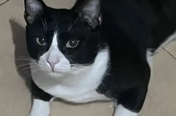 Gato Perdido: Blanco y Negro con Chip en Valencia