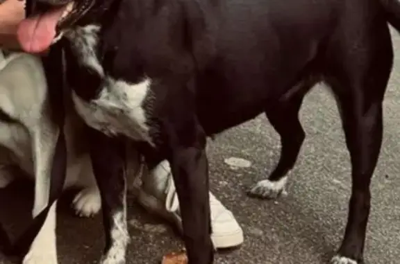 Chien noir tacheté perdu à Plouasne - photo
