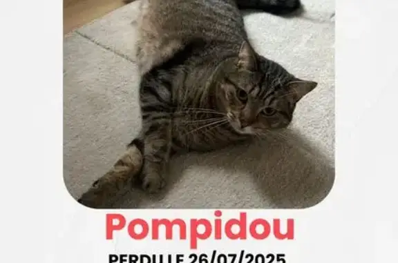 Chat perdu, Villeneuve-de-Berg, photo: Chat perdu, très peureux, pucé, Villeneuve