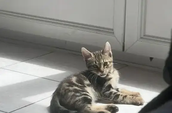 Chat perdu, Le Pontet, photo: Chaton gris tigré perdu, Le Pontet