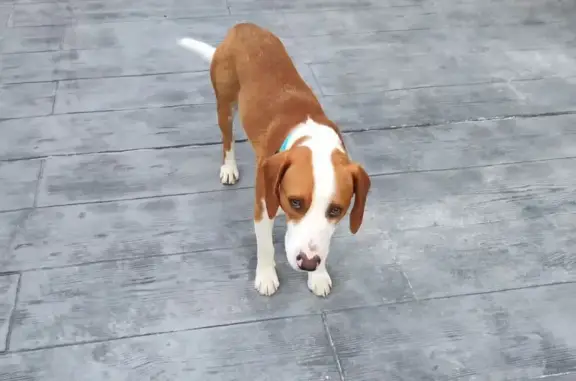 Perro Familiar Marrón Claro En...
